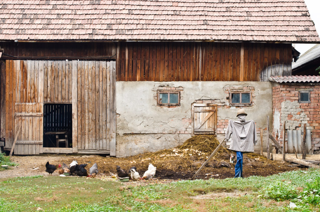 chickens in rustic setting