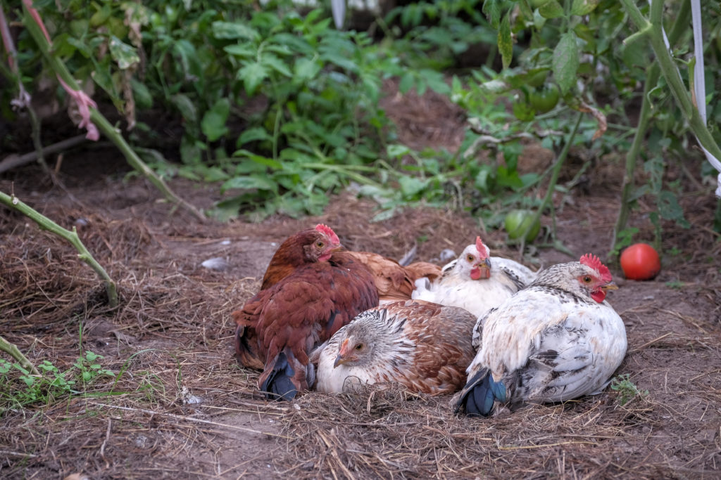 Chickens in garden