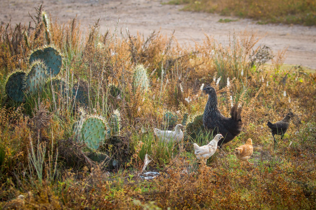 Mother hen with chicks