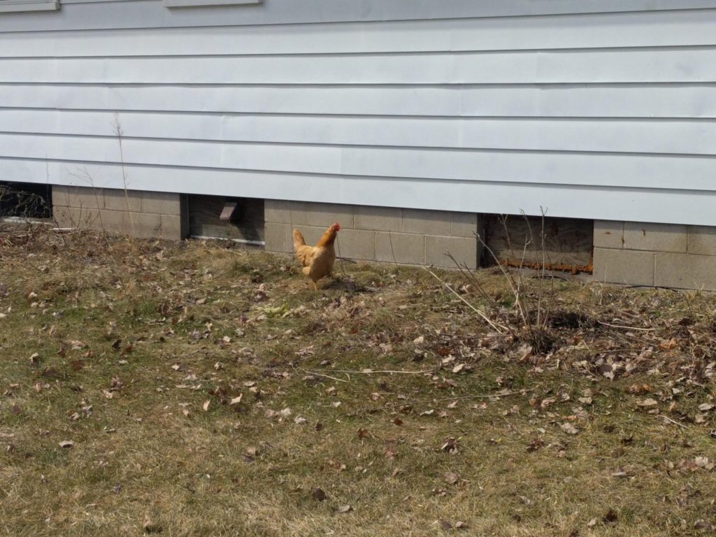 Lone Buff Orpington