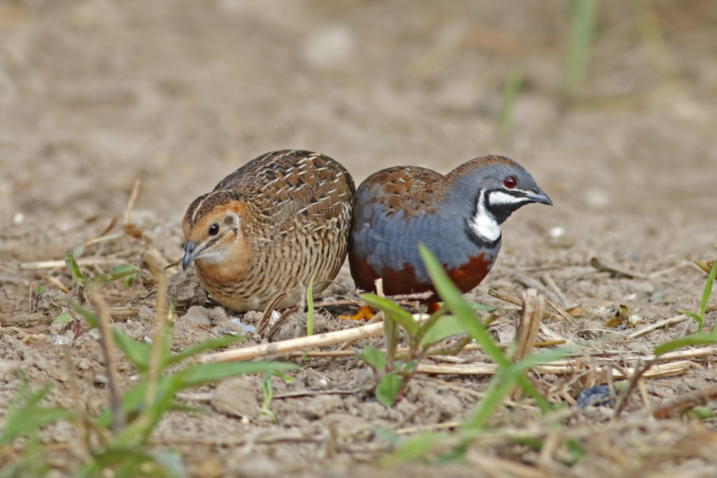 brown and blue small round birds on brown rocky ground
