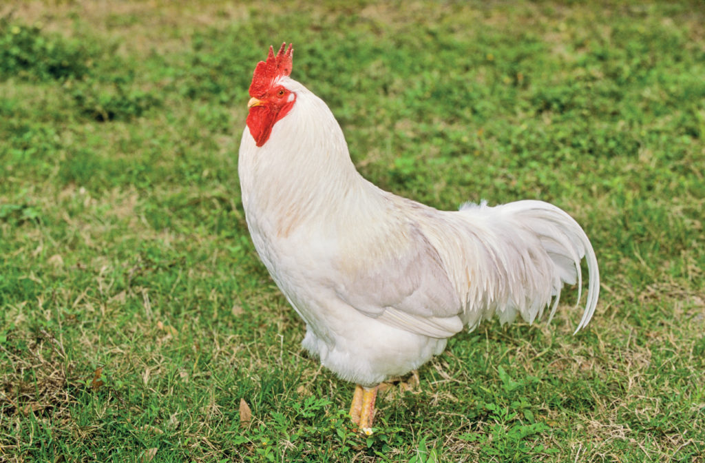 Leghorn chicken