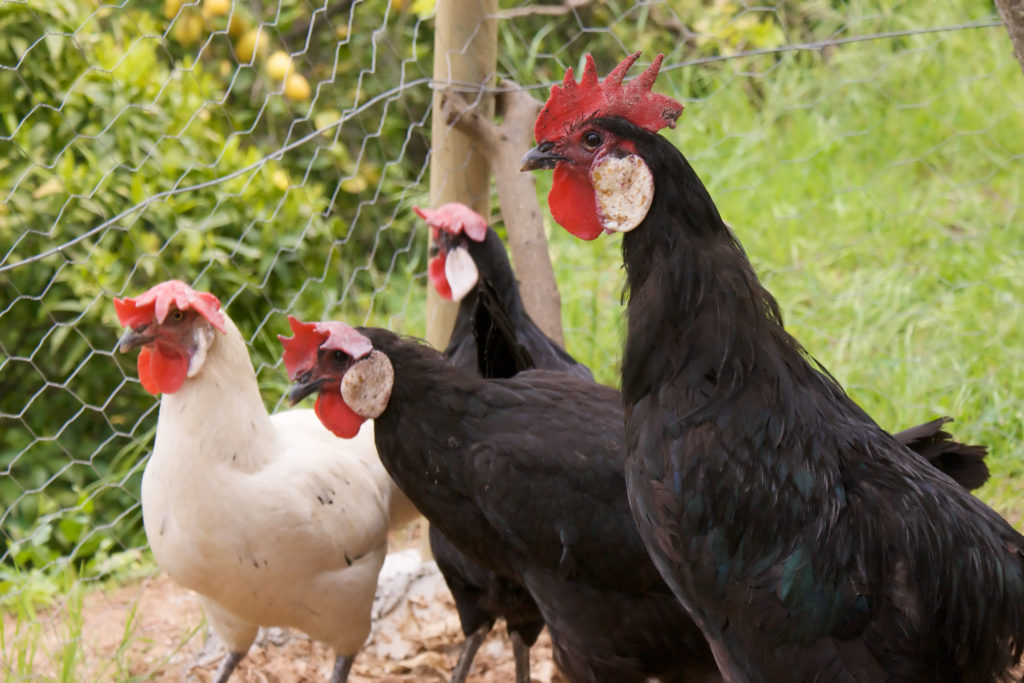 Minorcan hens and rooster on a farm in Mallorca