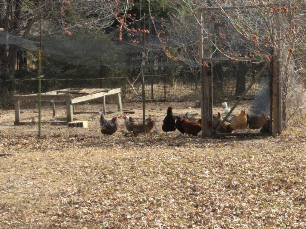 chickens in run