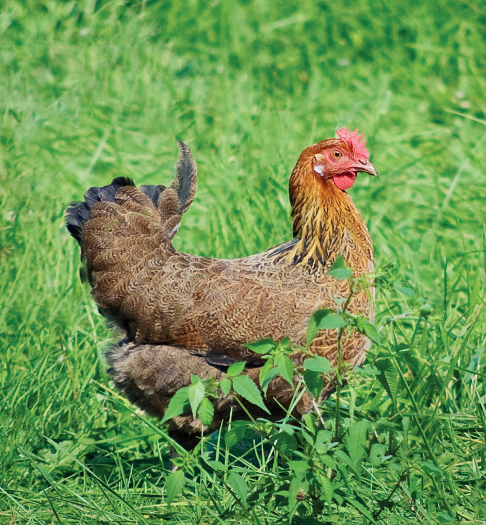 Penedesenca chicken