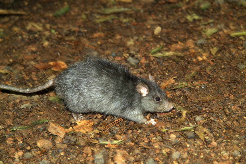 Rattus norvegicus - The common brown rat