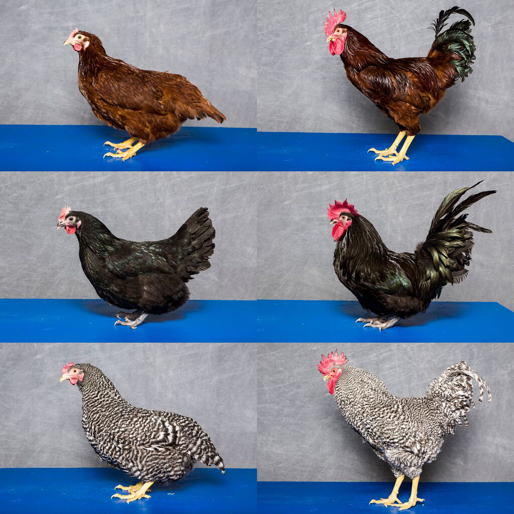 Profile pictures of three different chicken breeds, male and female