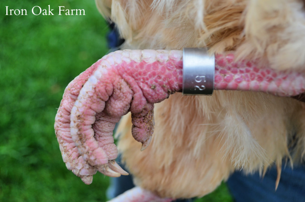 Chickens,Duck,Geese 50 Zip Bands Leg Bands Multi Colors For All Poultry Sizes 