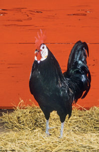 White Faced Black Spanish rooster