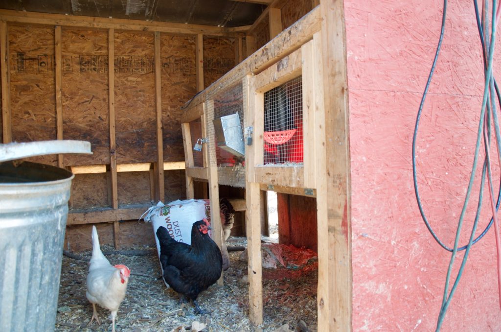 black chicken and white chicken looking at red brooding box in wooden frame coop