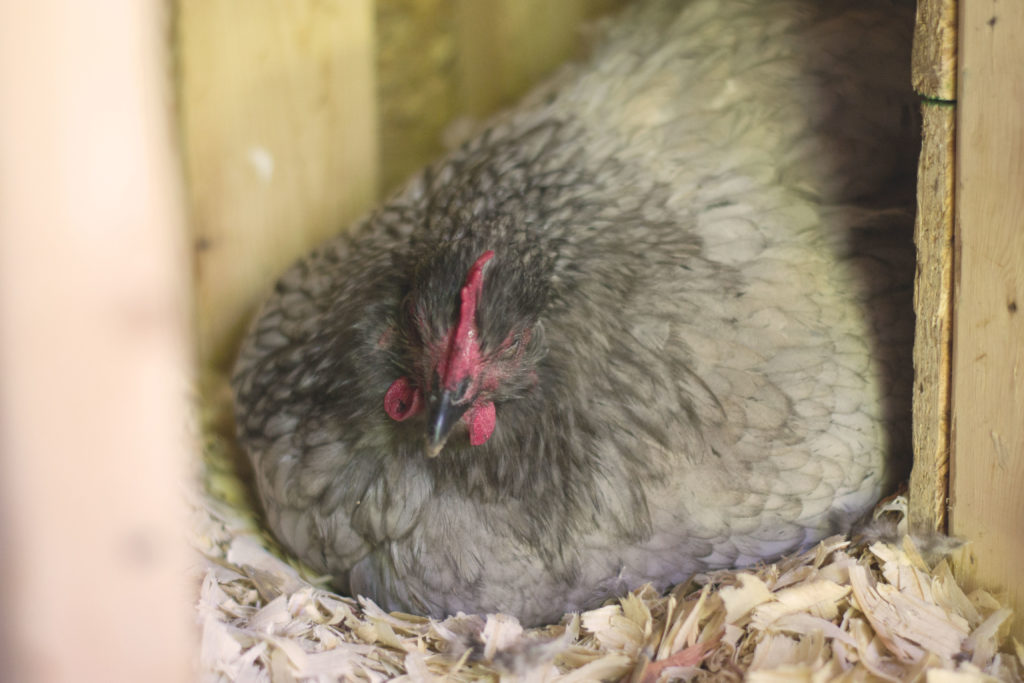 soft grey feathered hen brooding on nest, photo by author
