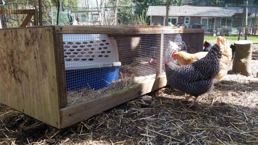Yellow chicken looking at wood frame coop with small dog carrier inside