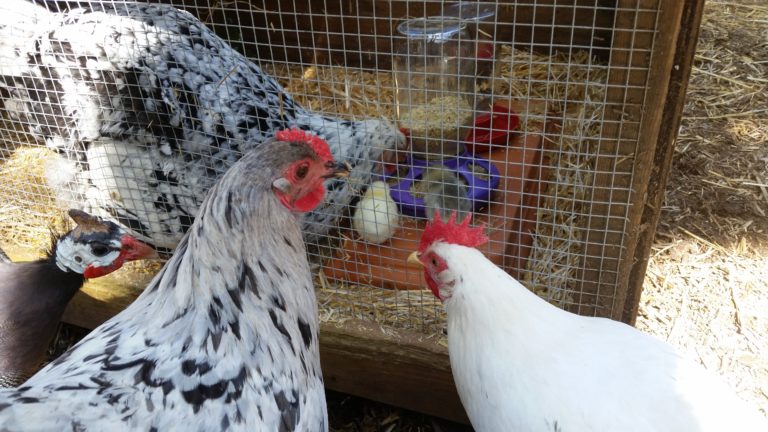Efficient Hatching with a Broody Hen | Community Chickens