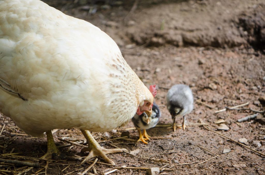 pale yellow hen pecking at dirt, two gray chicks next to her