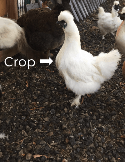 white fluffy chicken standing on dirt, arrow and word 'crop' pointing to chicken's neck
