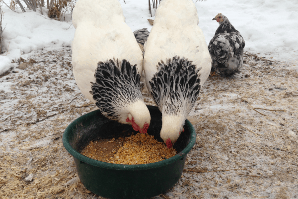 two black and white chickens eating grain from black bowl
