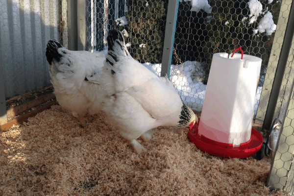 black and white chickens standing on wood shavings and drinking from water container