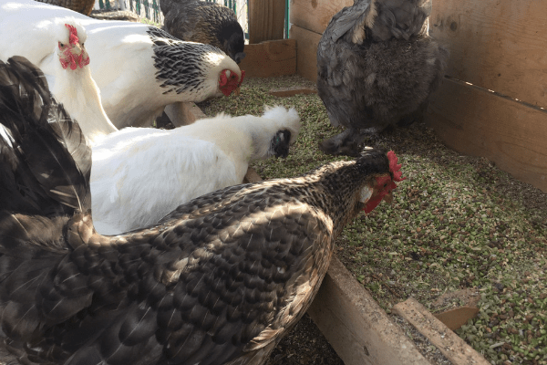 three chickens eating grain and grass from a wooden trough