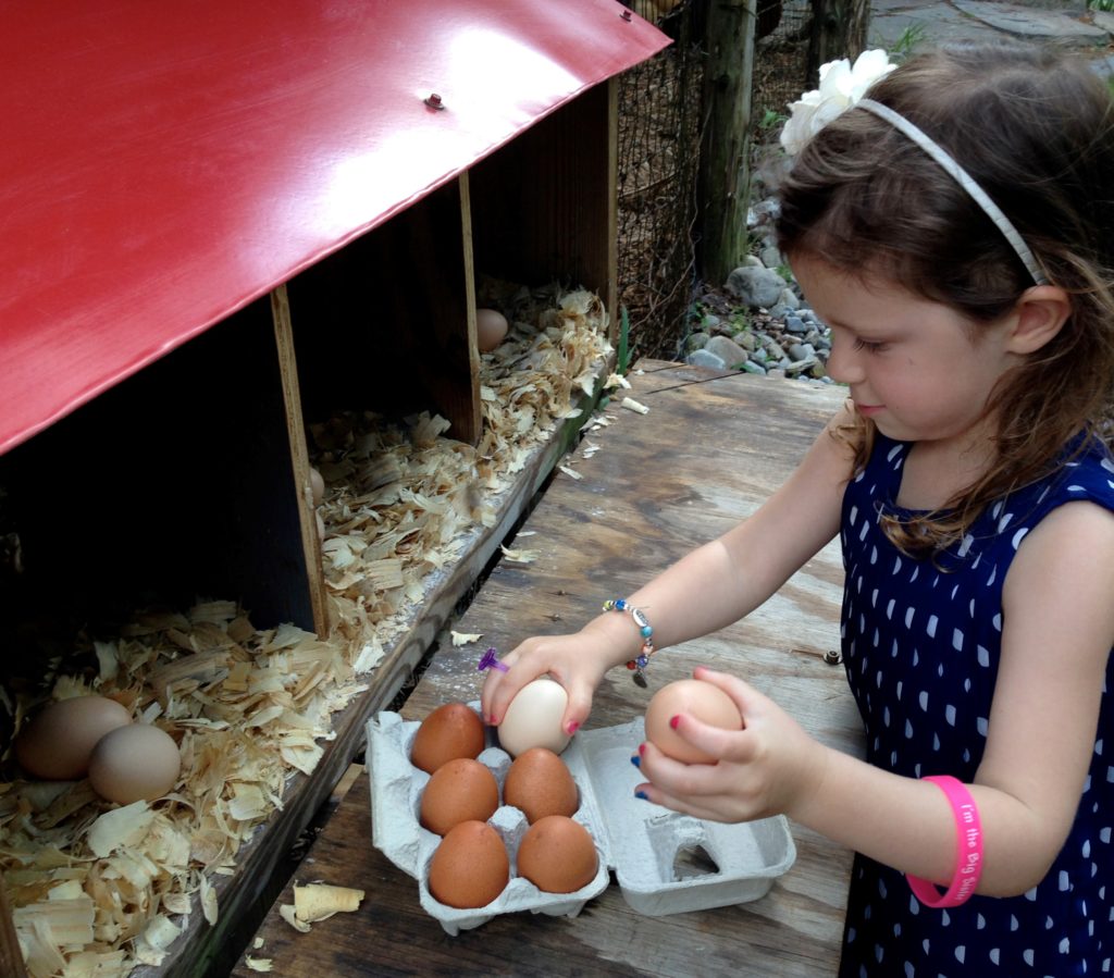 Young girl putting eggs into carton