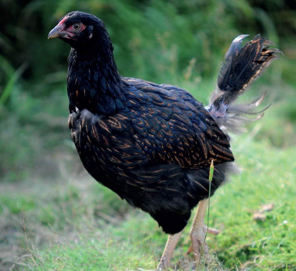 Black and tan which with missing tail feathers