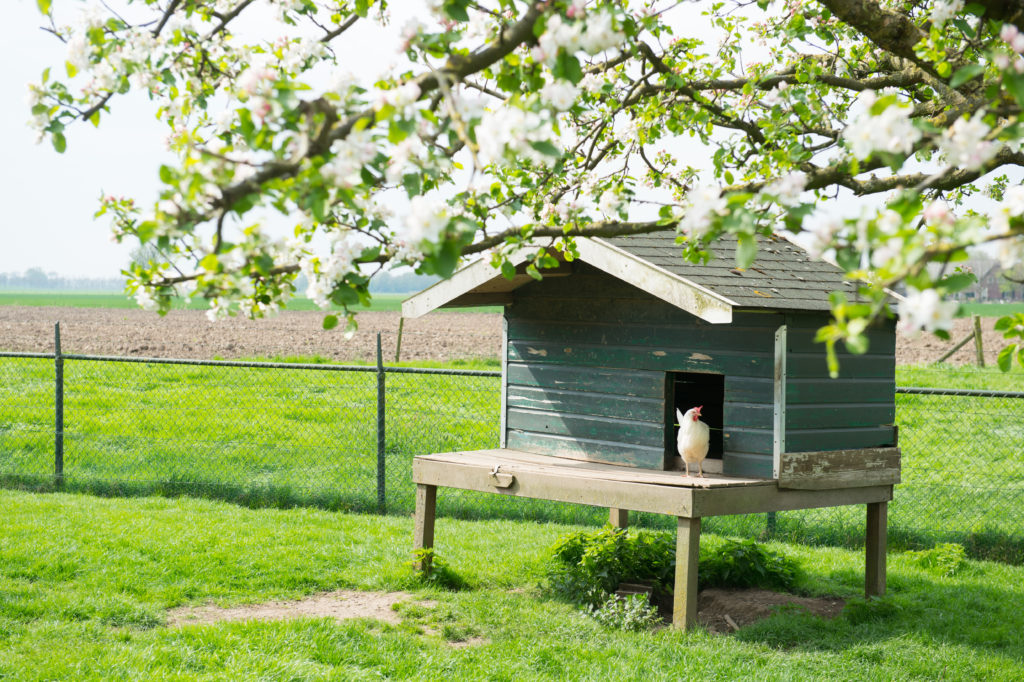 rustic blue wooden chicken coop with white hen