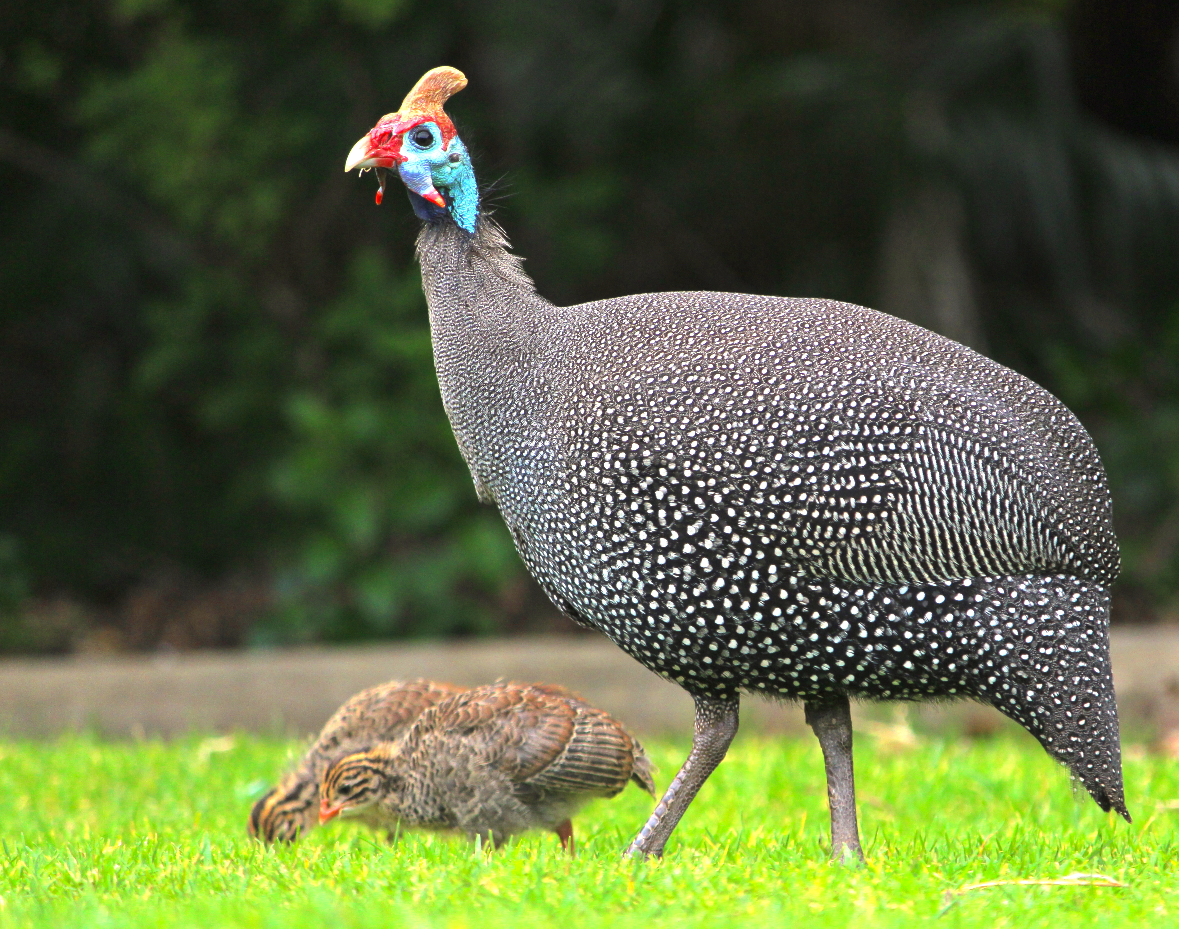 Gallina de guinea blanca