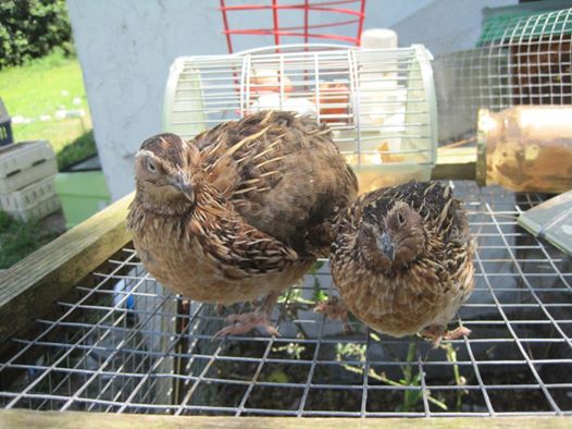 Selectively Breeding Coturnix Community Chickens