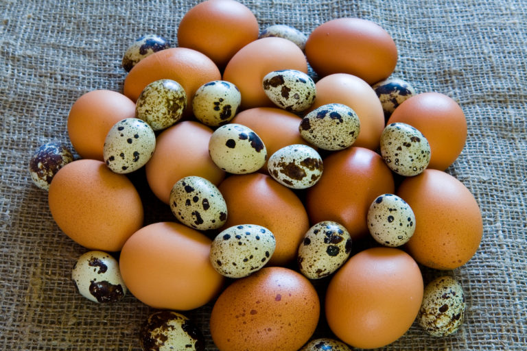 where to buy quail eggs where to buy quail eggs
