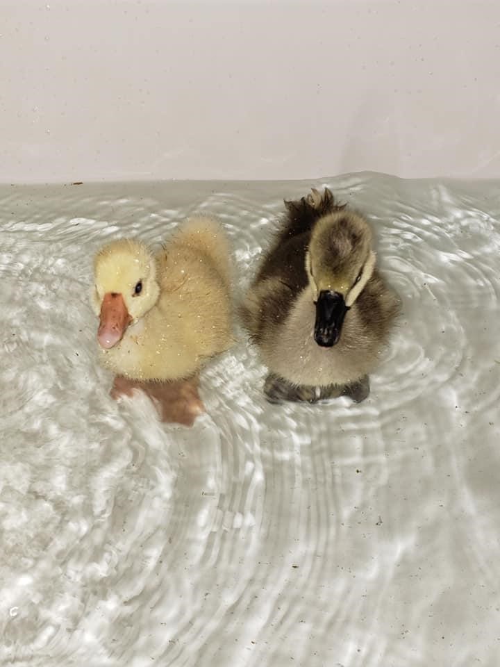 Chinese gosling, week 1