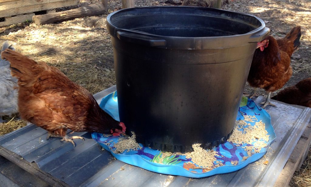 Black 25 gallon garden pot on blue saucer with chicks pecking grain
