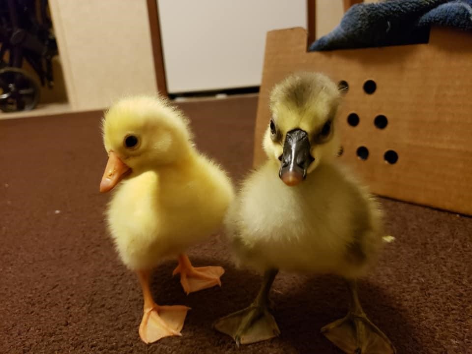 Chinese gosling, Week 2