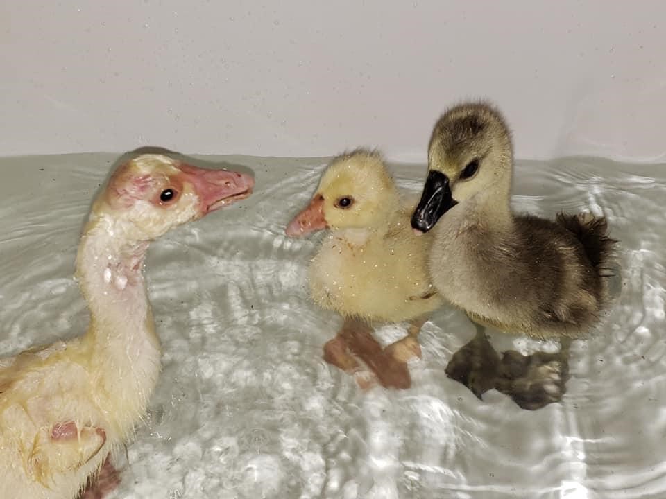 Chinese gosling, week 3