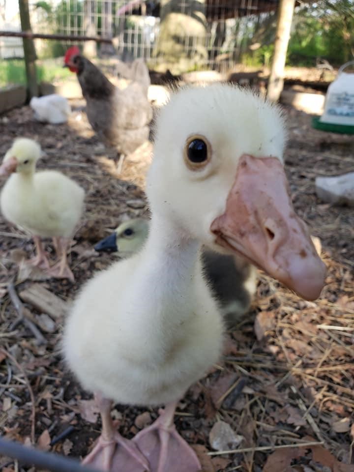 Chinese gosling, week 5