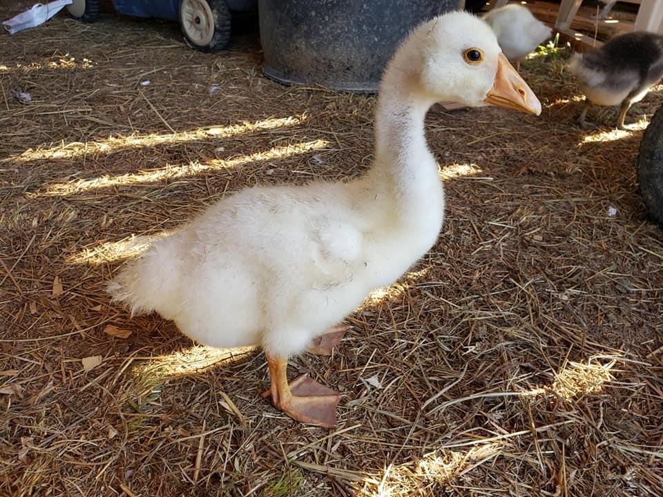 Chinese gosling, aged 7 weeks.