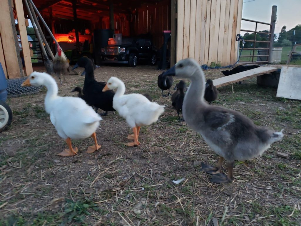 Chinese goslings, 8-9 weeks old