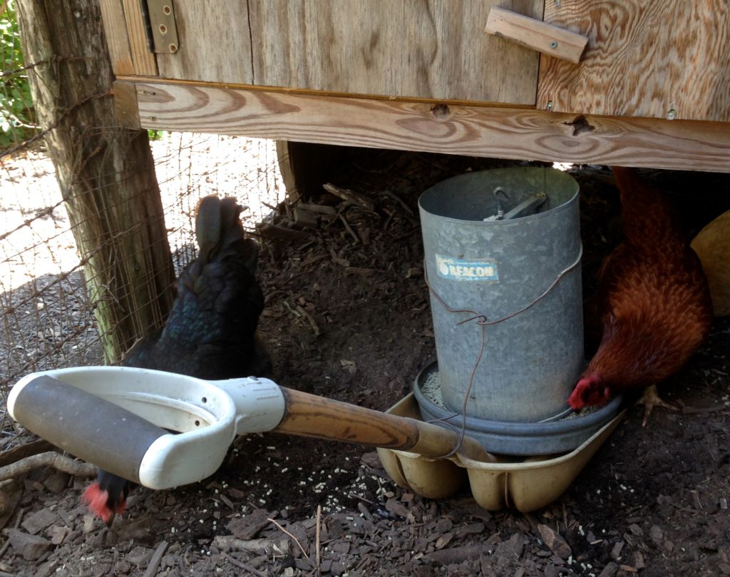 Metal feeder sitting on shovel, under the raised bottom of wooden coop.