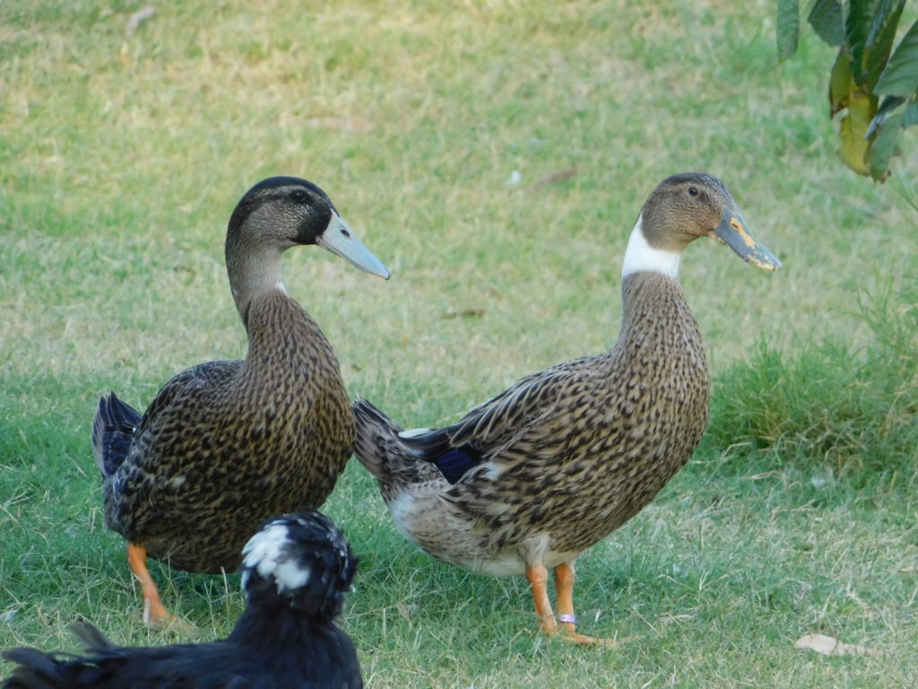 Campbell ducks, Getty images