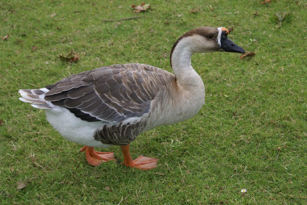 Brown Chinese goose