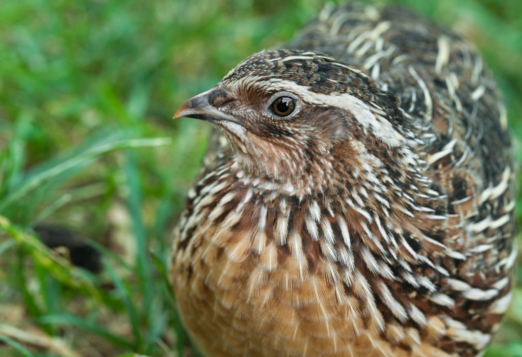 close up of grey, white, brown striped bird with black eye