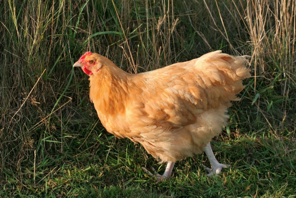 training buff orpington to clicker noise