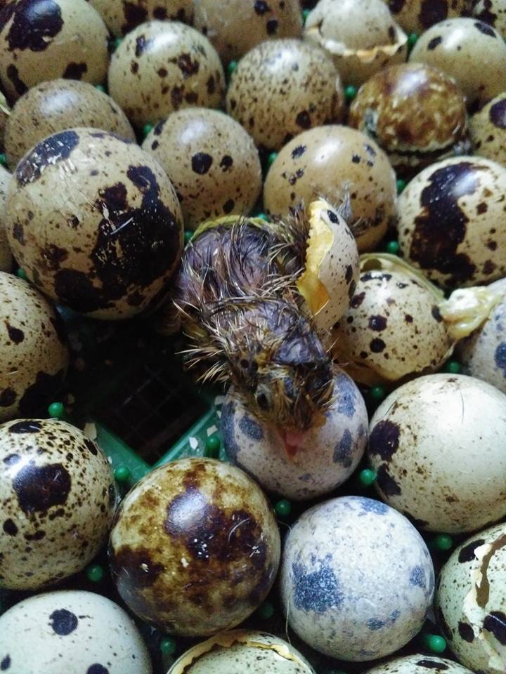 one wet quail chick just emerging from egg surrounded by other brown speckled eggs