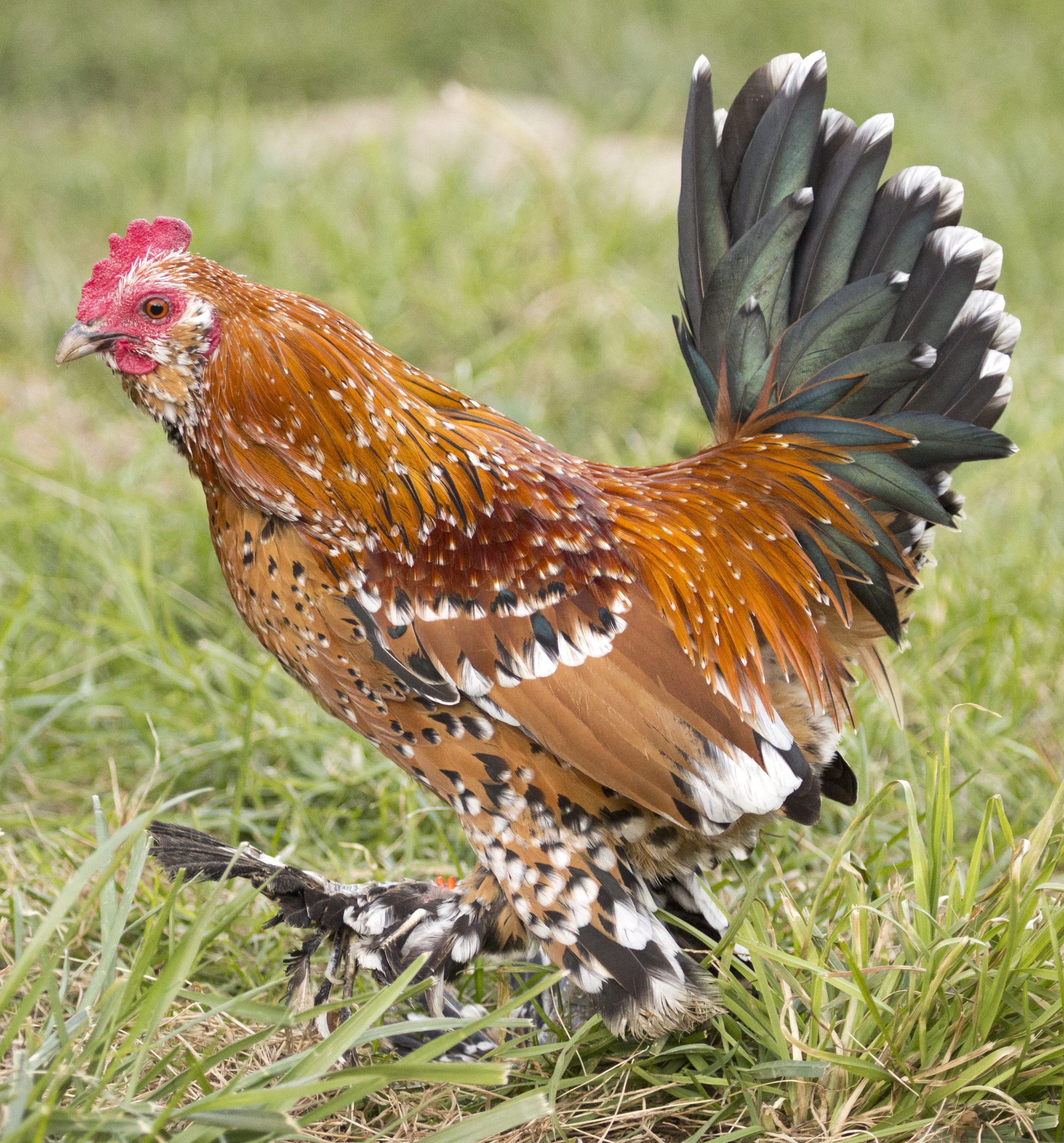 Breed Profile: Mille Fleur d'Uccle | Community Chickens