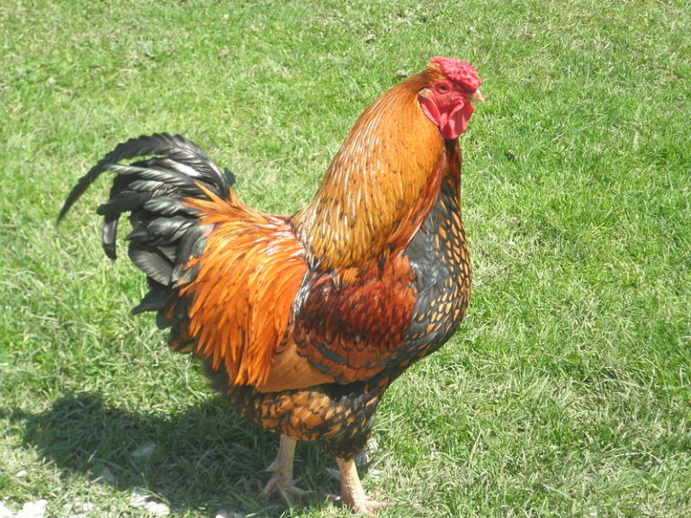 Can Chickens Get Worms? Community Chickens