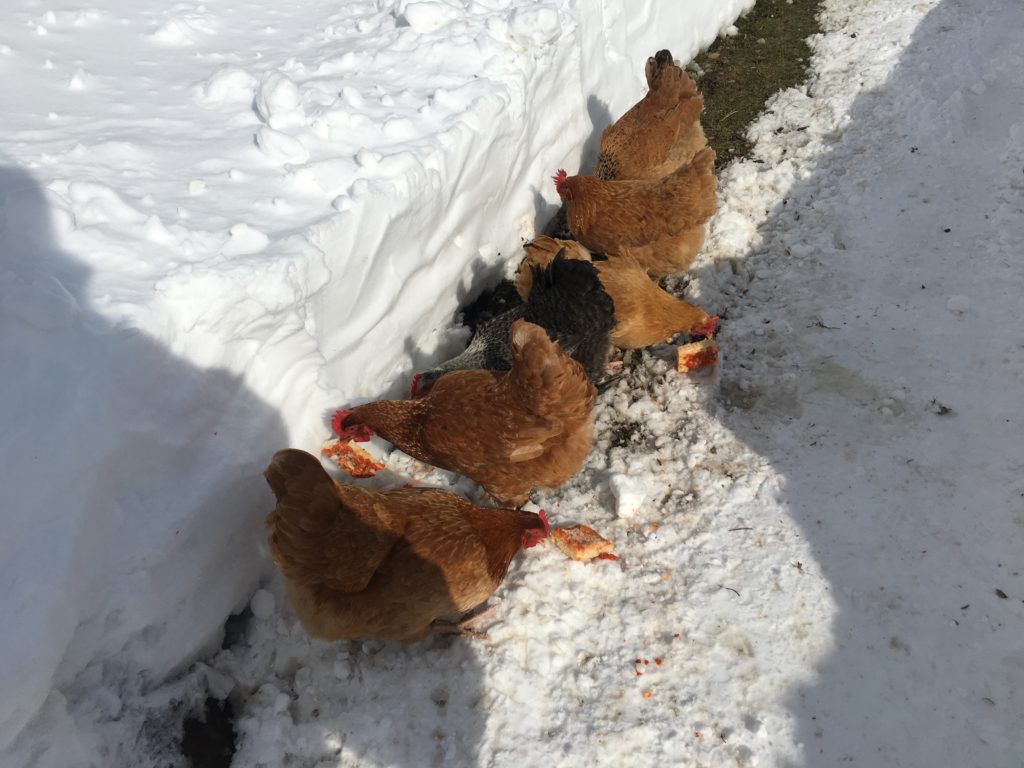 Chickens in winter