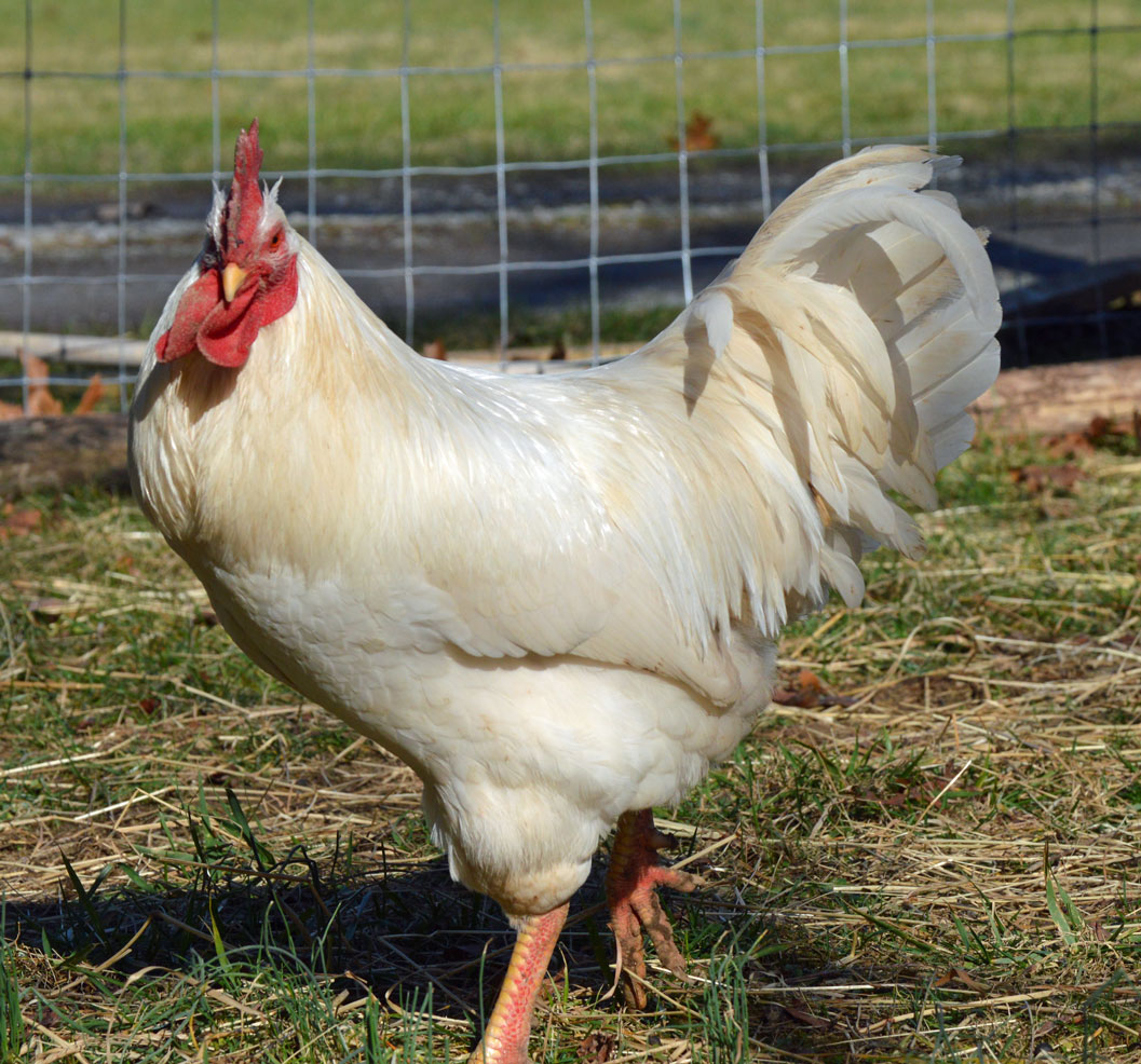 Sm-White-Rooster.jpg