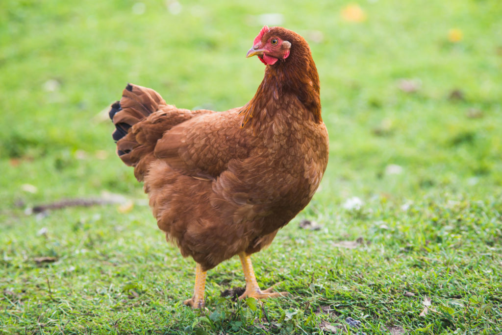 How We Moved from Farm Chicken to Industrial Broiler.