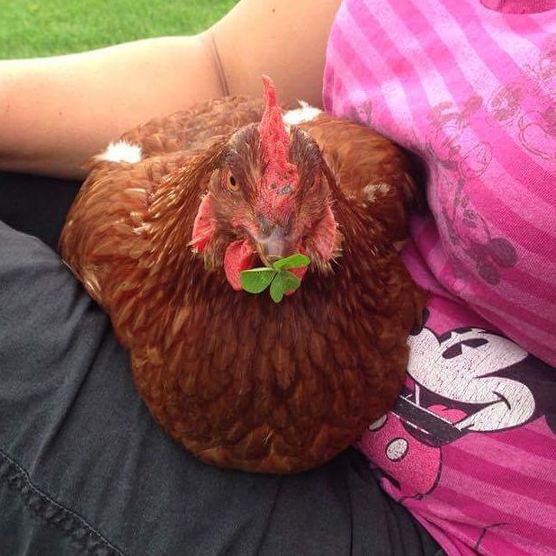 Penny the chicken