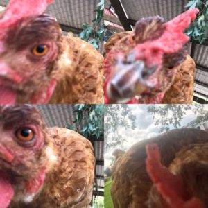 Chicken selfies