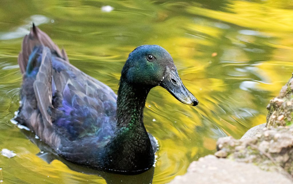 Cayuga duck