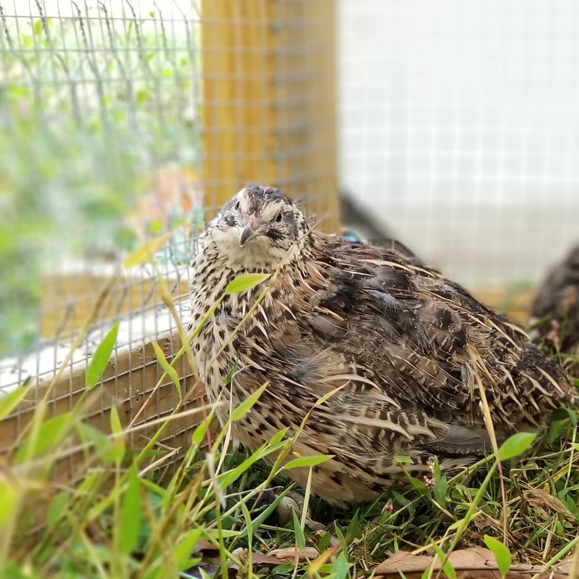How Many Quail Can Live Together?